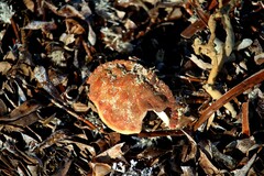 Metacarcinus novaezelandiae