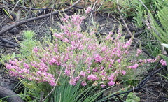 Indigofera pappei