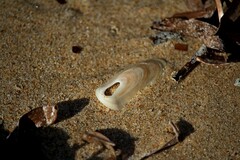 Macroschisma tasmaniae