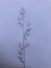 Muhlenbergia montana