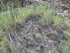 Muhlenbergia montana