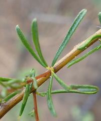 Indigofera pappei