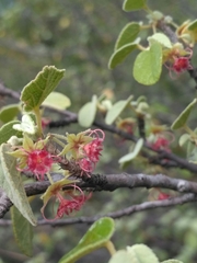 Ayenia rotundifolia