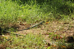 Ameiva