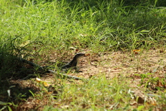 Ameiva