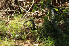 Ameiva