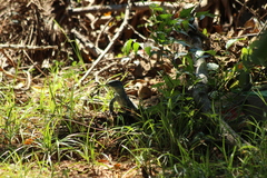 Ameiva