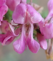 Indigofera pappei