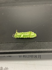 Curetis acuta paracuta