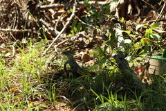 Ameiva
