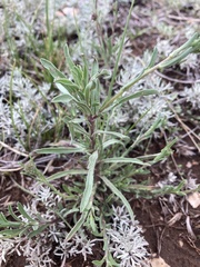 Dieteria bigelovii mucronata