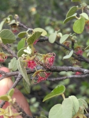Ayenia rotundifolia