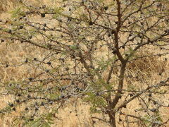 Vachellia drepanolobium