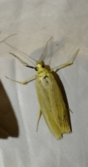 Agriphila straminella