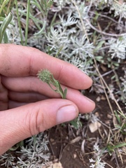 Dieteria bigelovii mucronata