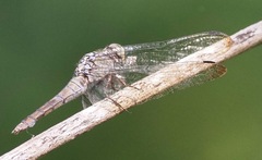 Orthetrum testaceum