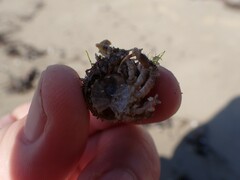 Pippacirama tuberculosa