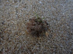 Pippacirama tuberculosa