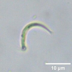 Monoraphidium contortum