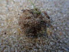 Pippacirama tuberculosa