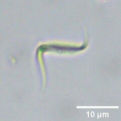 Monoraphidium contortum