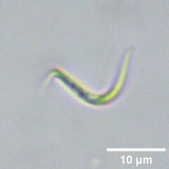 Monoraphidium contortum