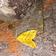 Xanthia rectilineata