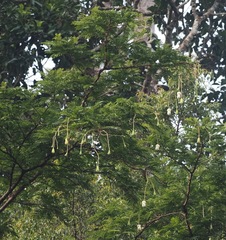 Parkia