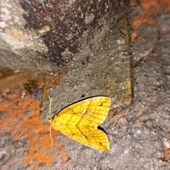 Xanthia rectilineata