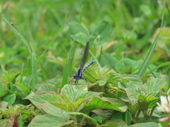 Argia elongata