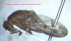 Lauxaniidae