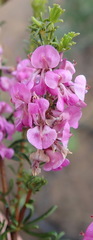 Indigofera pappei