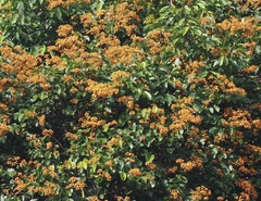 Pterocarpus indicus