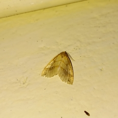 Xanthia rectilineata