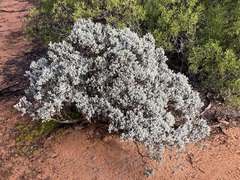 Cratystylis conocephala