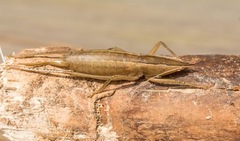 Belocephalus