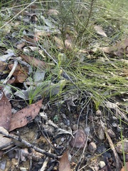 Pterostylis parviflora