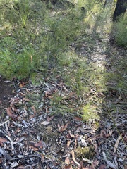 Pterostylis parviflora