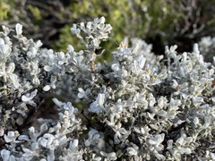 Cratystylis conocephala
