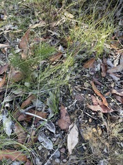 Pterostylis parviflora