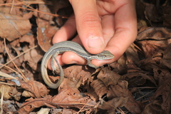 Takydromus hsuehshanensis