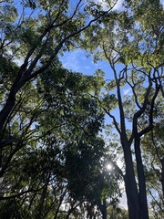 Pterostylis parviflora