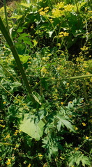 Pastinaca sativa sylvestris