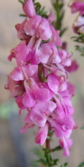 Indigofera pappei