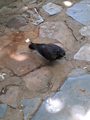 Columba livia domestica