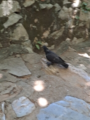 Columba livia domestica