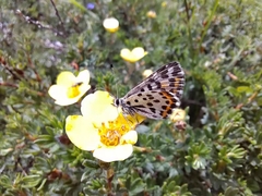 Polycaena lua