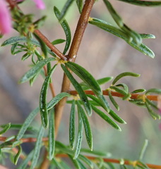 Indigofera pappei