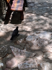 Columba livia domestica