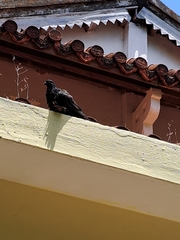 Columba livia domestica